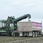 Domestic production of sugar beets, the only sugar producing-crop we grow in Canada, meets just six percent of our sugar needs. Canada can produce its own sugar. But it doesn’t. | File photo