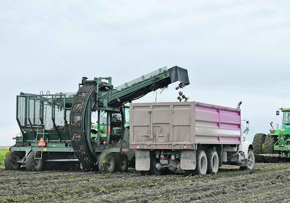 Domestic production of sugar beets, the only sugar producing-crop we grow in Canada, meets just six percent of our sugar needs. Canada can produce its own sugar. But it doesn’t. | File photo