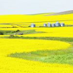 Canola has seen a tremendous price drop in the past four months. Some analysts keep saying an upward price correction is coming, but the market continues to grind lower. | File photo