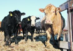 The Chinese beef market is not a big one for Canada, but the sector would still like to see the ban lifted.  |  File photo