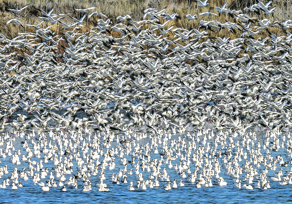 Industry officials say biosecurity measures appear to be working in Alberta because there is no evidence of farm-to-farm transmission. However, the prevalence of migratory birds and the spread of the virus in the environment makes stemming avian influenza a daunting task.  |  Mike Sturk photo
