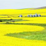 The fate of the renewable diesel industry has big ramifications for canola, above, and other feedstocks like soybeans. | Getty Images