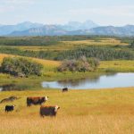 A new and improved Certified Sustainable Beef Framework has been released following its first five-year review announced the Canadian Roundtable for Sustainable Beef (CRSB) today. | File photo