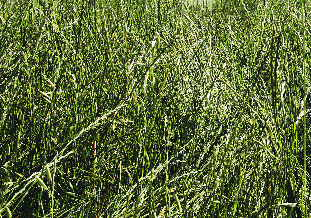 Perennial ryegrass sales have been increasing in parts of the Prairies.  |  File photo
