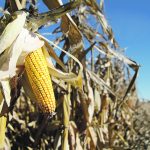 Ethanol and corn groups in the United States had been lobbying the government to recognize the Greenhouse Gases, Regulated Emissions and Energy Use in Technologies model for tax credits under the Inflation Reduction Act. | File photo