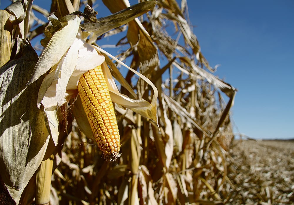 Ethanol and corn groups in the United States had been lobbying the government to recognize the Greenhouse Gases, Regulated Emissions and Energy Use in Technologies model for tax credits under the Inflation Reduction Act.  |  File photo