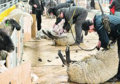 Twelve sheep shearers work at the same time with more waiting in the wings to relieve them. | Mike Sturk photo
