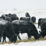Preliminary results from a winter feeding trial at Lakeland College show that the overall feed quality of a forage blend in a swath grazing program is better than just oats. | File photo