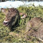 The three main causes of eye problems in newborn calves are bovine viral diarrhea virus, vitamin A deficiency and inherited congenital eye conditions. | File photo