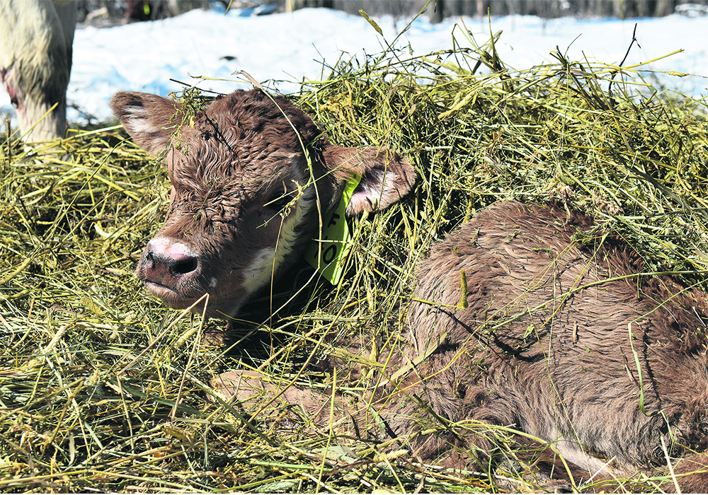 The three main causes of eye problems in newborn calves are bovine viral diarrhea virus, vitamin A deficiency and inherited congenital eye conditions.  |  File photo