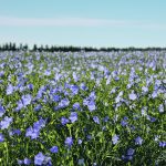 With the addition of this new processing line, Sask Polytech can now process biomass from hemp and flax crops, including the long (bast) fibres from the outer bark, and the woody inner tissue (known as hurd or shive) to produce clean fibres for various applications. | File photo