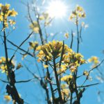 Historically, the warmest El Niño temperatures occur during the second El Niño year, which would mean 2024 could see more record-breaking global heat. | File photo