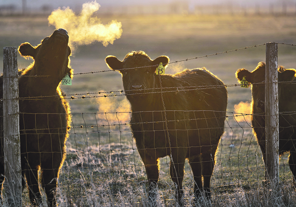 Cattle producers say they have been dealing with the impact of drought and high input costs such as feed and transportation, which were aggravated by the carbon tax in 2023.  |  Mike Sturk photo
