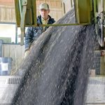 For both crop and livestock producers, 2023 was disappointing, with prices slumping deep since mid-summer. Canola futures have fallen by about $200 per tonne, or a quarter. | File photo
