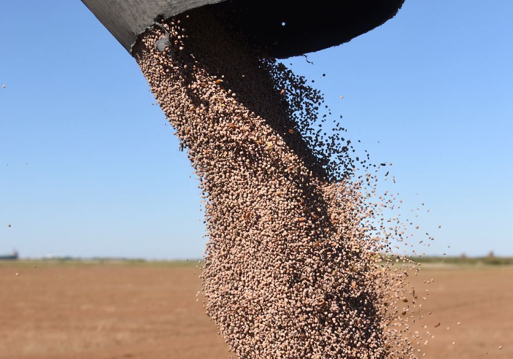 Lentil Carryout To Be Tight The Western Producer