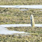 An 8 C temperature coaxes this Richardson’s ground squirrel from its winter den Dec. 20 near High River, Alta. Last year at this time it was -32 C in the region. | Mike Sturk photo