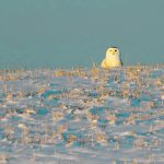A snowy owl listens to and watches the prairie landscape for any signs of small rodents such as voles or mice near Blackie, Alta. | Mike Sturk photo