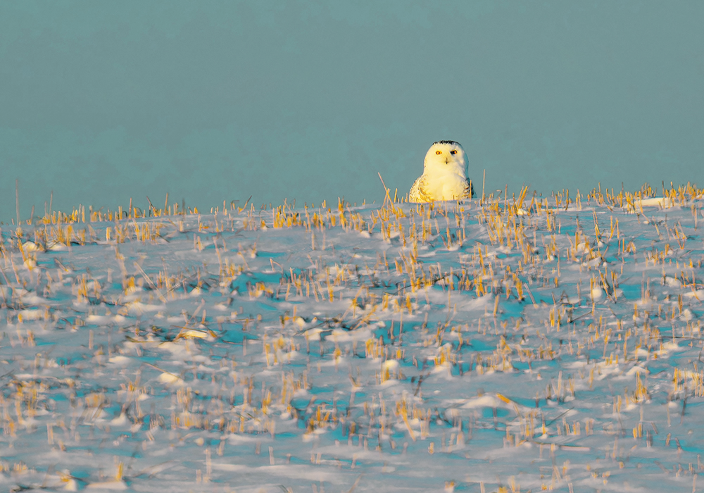 A snowy owl listens to and watches the prairie landscape for any signs of small rodents such as voles or mice near Blackie, Alta. | Mike Sturk photo