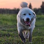 Dixie, a white Maremma sheepdog, disappeared from her owner's farm last fall. | Photo submitted by owner Aynsley Foss