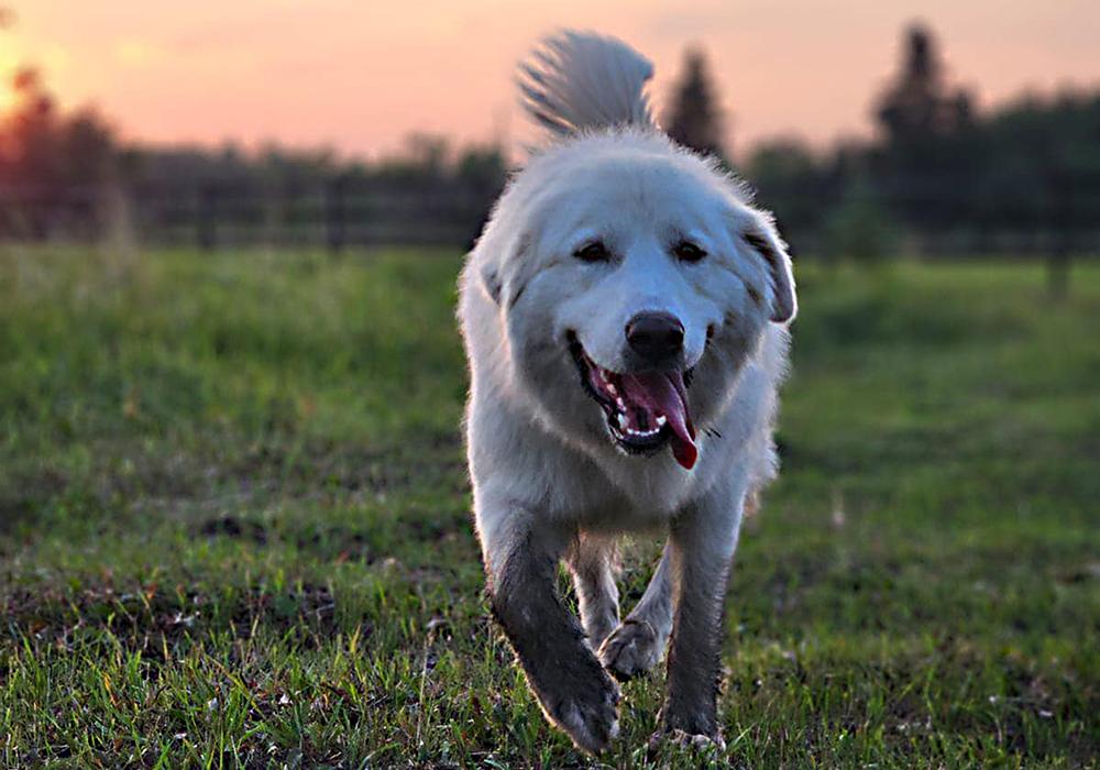 Dixie, a white Maremma sheepdog, disappeared from her owner's farm last fall. | Photo submitted by owner Aynsley Foss