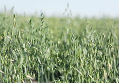 A Jan. 8 news release said the 27 farmers had completed mandatory mediation with Purely Canada, and its parent company Above Foods, in late 2023 but the matter had not been resolved. |  File photo