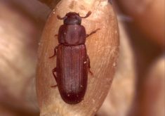"I'm hearing that more and more farmers are finding bugs," said Michael Reimer, who primarily grows durum wheat near Eston, Sask. "I mean, a year ago, we were at minus 30 C and that would take care of a lot of the problem, but you get plus 12 C and plus 11 and 10 C in around Christmas, that's not normal." | Photo courtesy Canadian Grain Commission