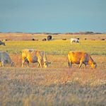 Under the new rules, the province said, “forage capacity will be determined when the lease is issued and will remain for the entire length of the agreement.” | File photo