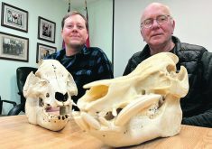 Devon Baete and Wayne Lees of Manitoba’s Squeal on Pigs show the difference between wild and domestic pigs. The skull on the right is a wild pig caught in Manitoba, while the skull on the left is a domestic pig.  |  Ed White photo