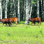 A pilot project in Saskatchewan will test virtual fencing technology on forested land, but proponents say it is also suited for open prairie. | File photo