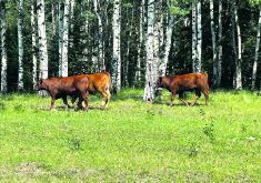 A pilot project in Saskatchewan will test virtual fencing technology on forested land, but proponents say it is also suited for open prairie.  |  File photo