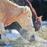 Ruminants have been targeted in the global warming realm because of their methane production, which is a byproduct of the digestive process. Many research dollars have been spent on making this system more efficient. | File photo