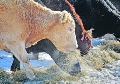 Ruminants have been targeted in the global warming realm because of their methane production, which is a byproduct of the digestive process. Many research dollars have been spent on making this system more efficient. | File photo