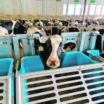 Dairy producers, including Sunalta Farms near Ponoka, Alta., partnered with scientists during the development stage to test and verify methane emission reductions within the breeding programs on their farms. | Photo supplied by Sunalta Farms