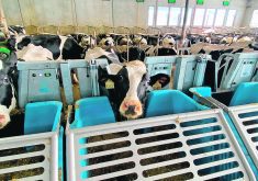 Dairy producers, including Sunalta Farms near Ponoka, Alta., partnered with scientists during the development stage to test and verify methane emission reductions within the breeding programs on their farms.  |  Photo supplied by Sunalta Farms