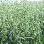 Oats are among the crops that Manitoba Agriculture expects to be the most profitable to grow this year. Dry beans, soybeans and canola are also on the list. | Michael Robin photo