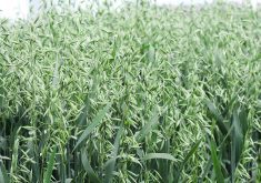 Oats are among the crops that Manitoba Agriculture expects to be the most profitable to grow this year. Dry beans, soybeans and canola are also on the list.  |  Michael Robin photo
