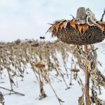 Manitoba had an excellent sunflower crop in 2023 with some growers reporting yields as high as 3,500 pounds per acre, well above the historical average of 2,000 to 2,500 lb. per acre. | Robert Arnason photo