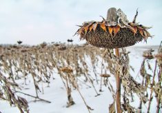 Manitoba had an excellent sunflower crop in 2023 with some growers reporting yields as high as 3,500 pounds per acre, well above the historical average of 2,000 to 2,500 lb. per acre.  |  Robert Arnason photo