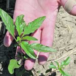 Waterhemp has spread to about 20 municipalities in Manitoba since 2017, mostly in the southeastern and central parts of the province. | File photo