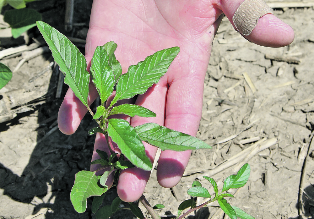 Waterhemp has spread to about 20 municipalities in Manitoba since 2017, mostly in the southeastern and central parts of the province.  |  File photo