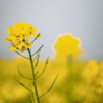 Chuck Penner, analyst with LeftField Commodity Research, is forecasting mustard supplies of around 275,000 tonnes in 2024-25, which would be the largest in at least a decade. | Getty Images
