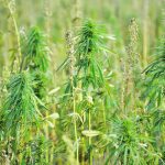 Hemp has been a diversification success story on the Prairies. | Alex McCuaig photo
