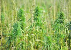 Hemp has been a diversification success story on the Prairies.  |  Alex McCuaig photo
