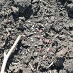 Scientists have determined that nutrient enrichment decreases diversity because it increases vegetation biomass and therefore competition by plant species for light. As a result, species that lose out to light competition, typically small species, are those that can be lost, and their seeds are no longer available to the seed bank. | File photo