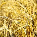 Production problems in Australia are expected to prompt wheat buyers, including China and Indonesia, to seek larger volumes of wheat from other exporters in North America, Europe and the Black Sea region. | File photo