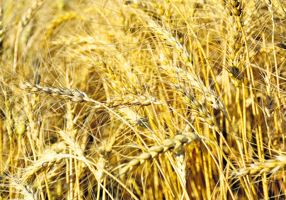 Production problems in Australia are expected to prompt wheat buyers, including China and Indonesia, to seek larger volumes of wheat from other exporters in North America, Europe and the Black Sea region.  |  File photo