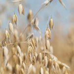 Twenty-seven Saskatchewan farmers are involved in the court case that centres on 2022 contracts that weren’t honoured. They issued a news release Jan. 8 saying they were moving ahead with court action. | File photo