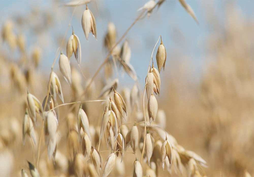 Company says resolution of oats contracts still possible | The Western ...