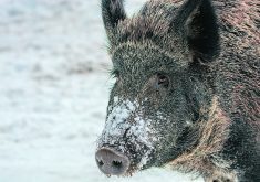 Squeal on Pigs intends to dynamically battle the wild pigs, which are a hybrid species produced through the interbreeding of wild boars, escaped domestic pigs and whatever feral hogs are out there. | Getty Images