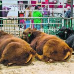 The Provincial Exhibition of Manitoba will not allow straw bedding to be used at this year’s Manitoba Royal Winter Fair but says exhibitors will be able to purchase bedding materials from the event’s stockpile or source their own shavings or wood chips. | Sandy Black photo